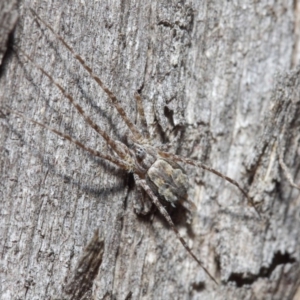 Tamopsis sp. (genus) at Hackett, ACT - 14 Jun 2019 01:06 PM