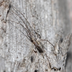 Tamopsis sp. (genus) at Hackett, ACT - 14 Jun 2019 01:06 PM