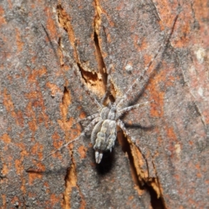 Tamopsis sp. (genus) at Hackett, ACT - 14 Jun 2019 01:06 PM