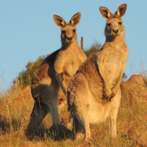 Macropus giganteus at Tuggeranong DC, ACT - 12 Jan 2019 12:00 AM