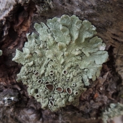 Parmeliaceae (family) (A lichen family) at Conder, ACT - 18 Jun 2019 by michaelb