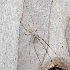 Tamopsis sp. (genus) (Two-tailed spider) at ANBG - 14 Jun 2019 by TimL