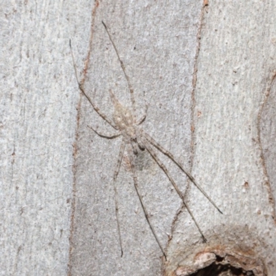 Tamopsis sp. (genus) (Two-tailed spider) at ANBG - 14 Jun 2019 by TimL