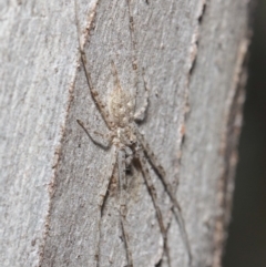 Tamopsis sp. (genus) at Hackett, ACT - 14 Jun 2019