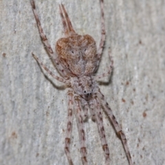 Tamopsis sp. (genus) (Two-tailed spider) at ANBG - 13 Jun 2019 by TimL