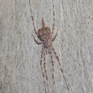 Tamopsis sp. (genus) at Hackett, ACT - 13 Jun 2019 12:11 PM