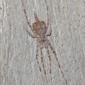 Tamopsis sp. (genus) at Hackett, ACT - 13 Jun 2019 12:11 PM