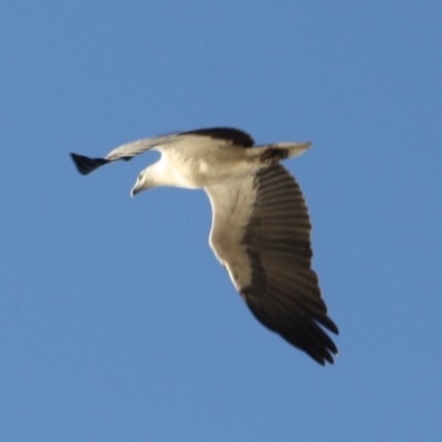 Icthyophaga leucogaster (White-bellied Sea-Eagle) at Broulee, NSW - 12 Jul 2019 by LisaH