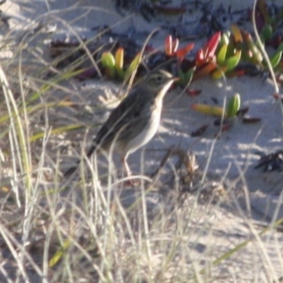 Anthus australis (Australian Pipit) at Broulee, NSW - 12 Jul 2019 by LisaH