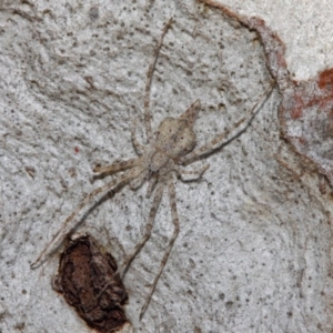 Tamopsis sp. (genus) at Hackett, ACT - 27 Jun 2019