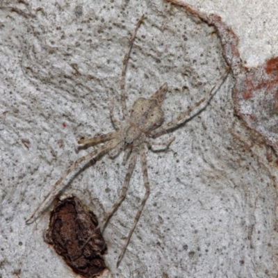 Tamopsis sp. (genus) (Two-tailed spider) at Hackett, ACT - 27 Jun 2019 by TimL