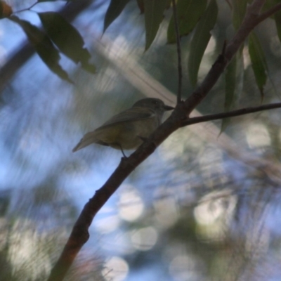 Pachycephala pectoralis (Golden Whistler) at Moruya, NSW - 12 Jul 2019 by LisaH