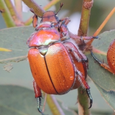 Anoplognathus suturalis (Centreline Christmas beetle) at Tharwa, ACT - 31 Jan 2015 by michaelb