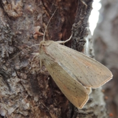 Mythimna (Pseudaletia) convecta (Common Armyworm) at Conder, ACT - 18 Jun 2019 by michaelb