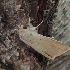 Mythimna (Pseudaletia) convecta at Conder, ACT - 18 Jun 2019