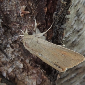 Mythimna (Pseudaletia) convecta at Conder, ACT - 18 Jun 2019 01:09 PM