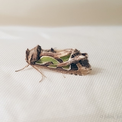 Cosmodes elegans (Green Blotched Moth) at Bald Hills, NSW - 15 Jun 2019 by JulesPhotographer