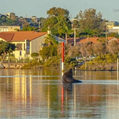 Arctocephalus pusillus doriferus (Australian Fur-seal) at Merimbula, NSW - 15 Jun 2019 by JulesPhotographer