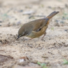 Sericornis frontalis (White-browed Scrubwren) at Bald Hills, NSW - 19 Jun 2019 by JulesPhotographer