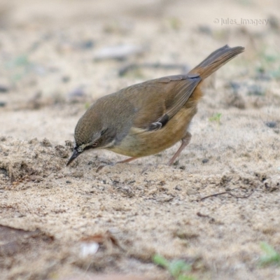 Sericornis frontalis (White-browed Scrubwren) at Bald Hills, NSW - 18 Jun 2019 by JulesPhotographer