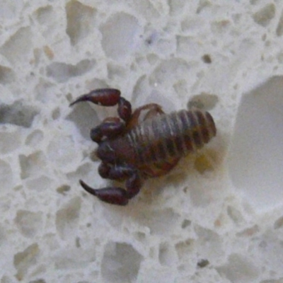 Conicochernes sp. (genus) (Chernetid Pseudoscorpion) at Kambah, ACT - 20 Nov 2009 by HarveyPerkins