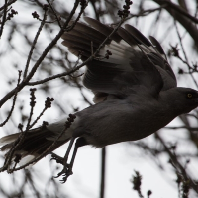 Strepera versicolor (Grey Currawong) at Murrumbateman, NSW - 13 Jul 2019 by SallyandPeter