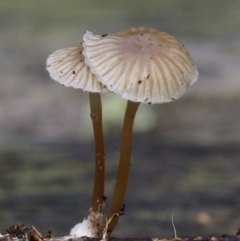 Mycena sp. (Mycena) at South Wolumla, NSW - 6 Jul 2019 by Teresa