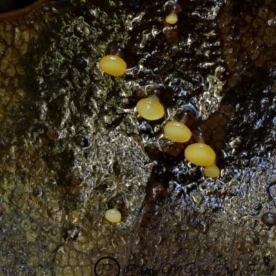 zz – ascomycetes - apothecial (Cup fungus) at Kianga, NSW - 10 Jul 2019 by Teresa