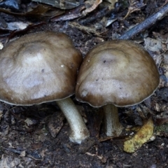 Pluteus sp. at Box Cutting Rainforest Walk - 11 Jul 2019 by Teresa