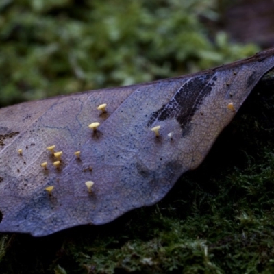 zz – ascomycetes - apothecial (Cup fungus) at Box Cutting Rainforest Walk - 11 Jul 2019 by Teresa