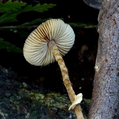 Conocybe filaris (Conocybe filaris) at Box Cutting Rainforest Walk - 12 Jul 2019 by Teresa