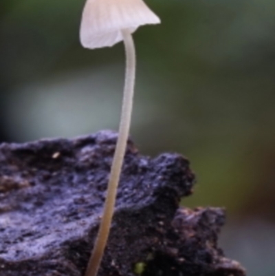 Mycena sp. (Mycena) at Box Cutting Rainforest Walk - 11 Jul 2019 by Teresa