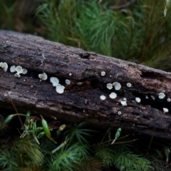 Lachnum sp. (Lachnum) at Box Cutting Rainforest Walk - 12 Jul 2019 by Teresa