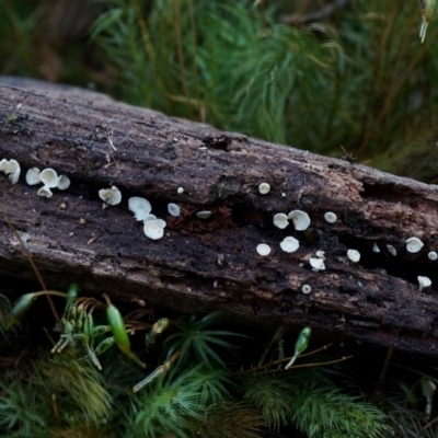 Lachnum sp. (Lachnum) at Box Cutting Rainforest Walk - 12 Jul 2019 by Teresa