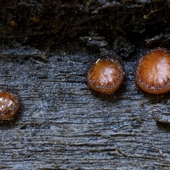 Scutellinia scutellata (Scutellinia scutellata) at Box Cutting Rainforest Walk - 12 Jul 2019 by Teresa