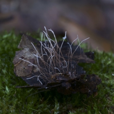 Xylaria sp. at Kianga, NSW - 12 Jul 2019 by Teresa