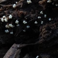 Trichia verrucosa at Box Cutting Rainforest Walk - 12 Jul 2019 by Teresa