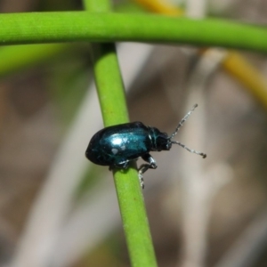 Altica sp. (genus) at Acton, ACT - 13 Jul 2019 01:20 PM