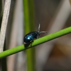 Altica sp. (genus) at Acton, ACT - 13 Jul 2019 01:20 PM