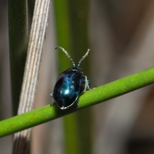 Altica sp. (genus) at Acton, ACT - 13 Jul 2019 01:20 PM