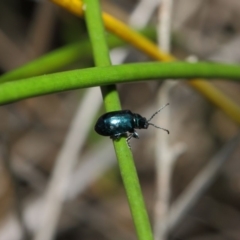 Altica sp. (genus) at Acton, ACT - 13 Jul 2019