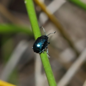 Altica sp. (genus) at Acton, ACT - 13 Jul 2019 01:20 PM