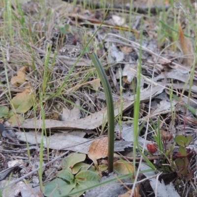 Thelymitra (Genus) (Sun Orchid) - 1 Jan 1900 by MichaelBedingfield