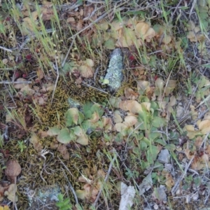 Diplodium sp. at Conder, ACT - 2 Oct 2014