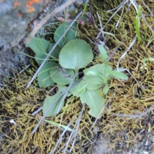 Diplodium sp. at Conder, ACT - 2 Oct 2014