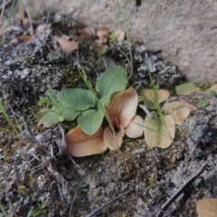 Diplodium sp. (A Greenhood) at Conder, ACT - 2 Oct 2014 by michaelb