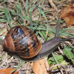 Cornu aspersum (Common Garden Snail) at Conder, ACT - 29 Apr 2017 by MichaelBedingfield