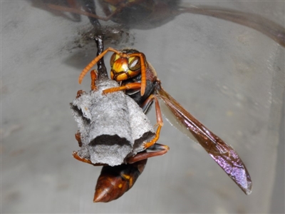 Polistes (Polistella) humilis (Common Paper Wasp) at Evatt, ACT - 14 Oct 2017 by TimL