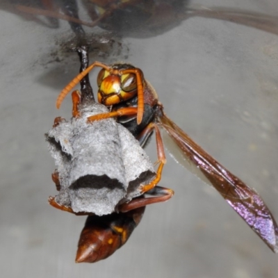 Polistes (Polistella) humilis (Common Paper Wasp) at Evatt, ACT - 13 Oct 2017 by TimL
