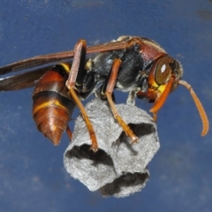 Polistes (Polistella) humilis at Evatt, ACT - 14 Oct 2017 09:11 AM